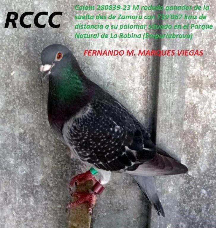 colo missatger guanyador